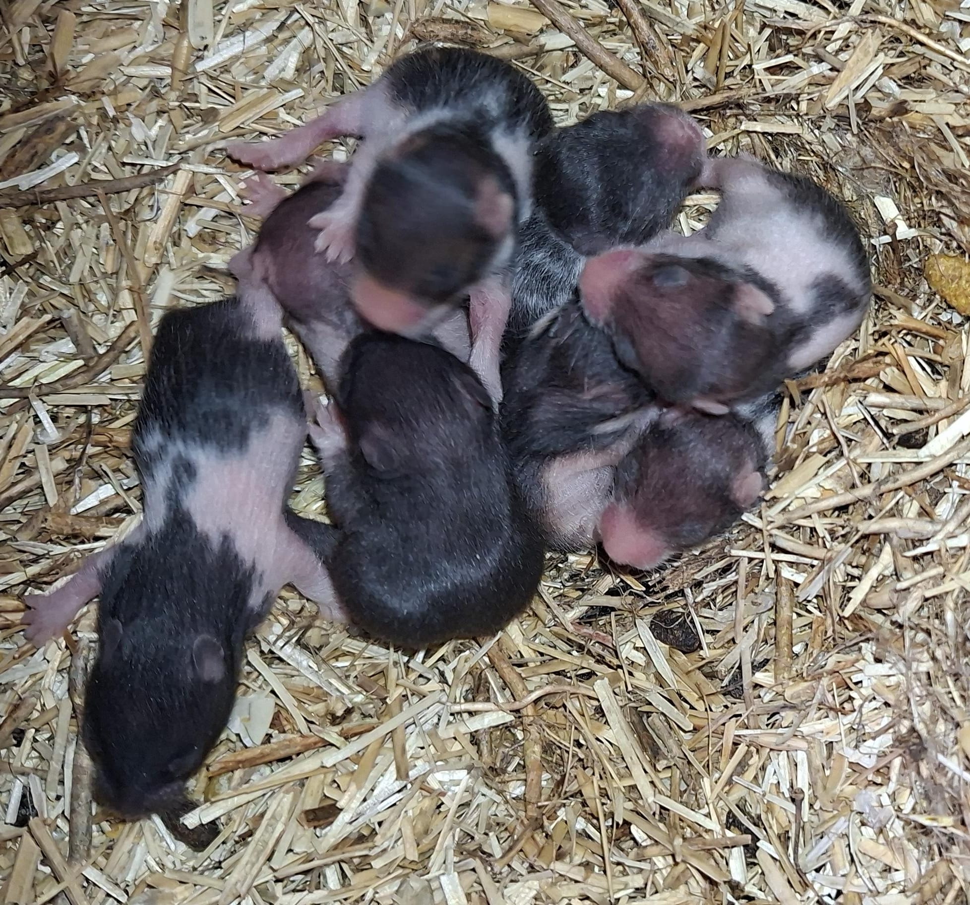 Nest 6