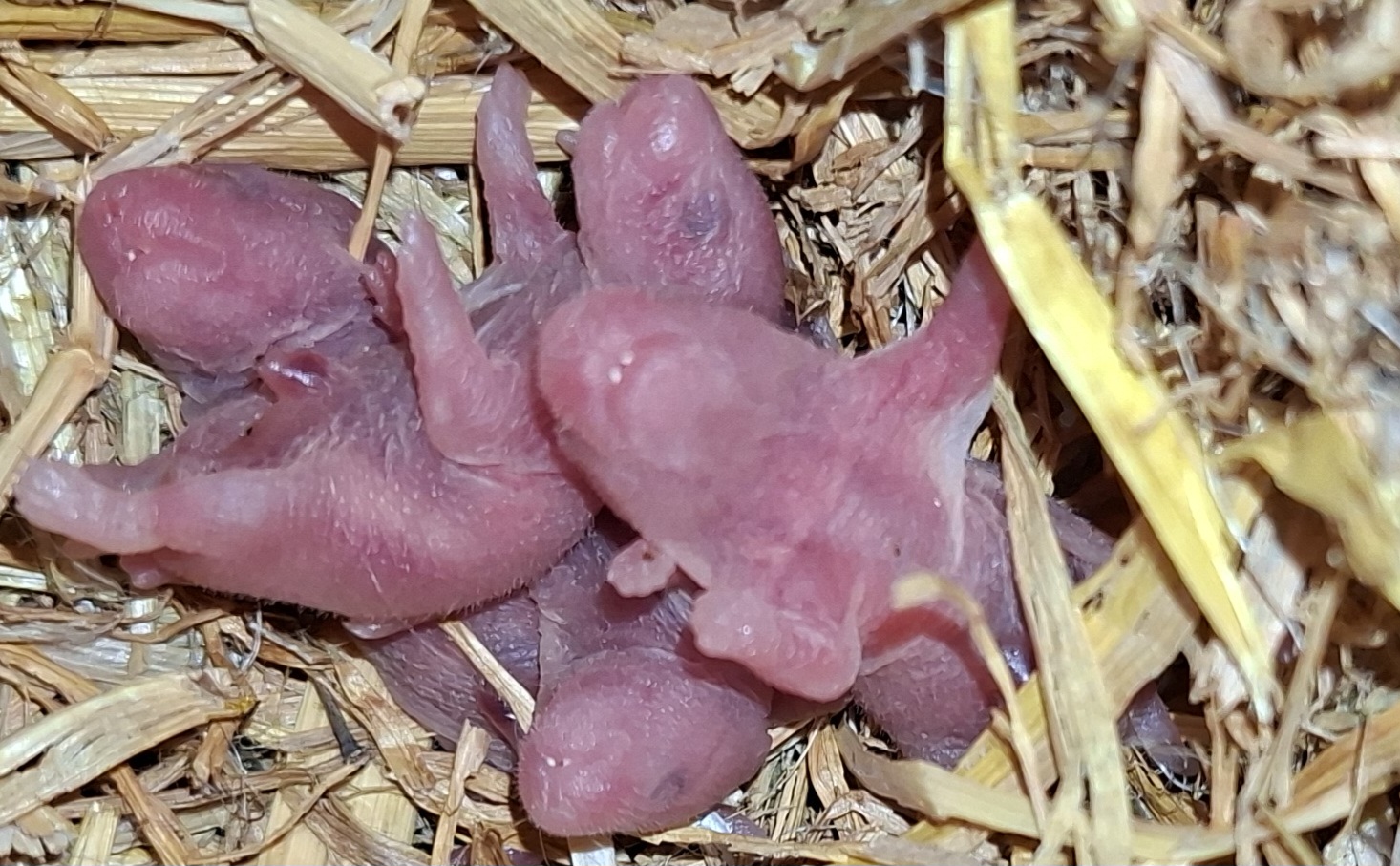 Nest 3