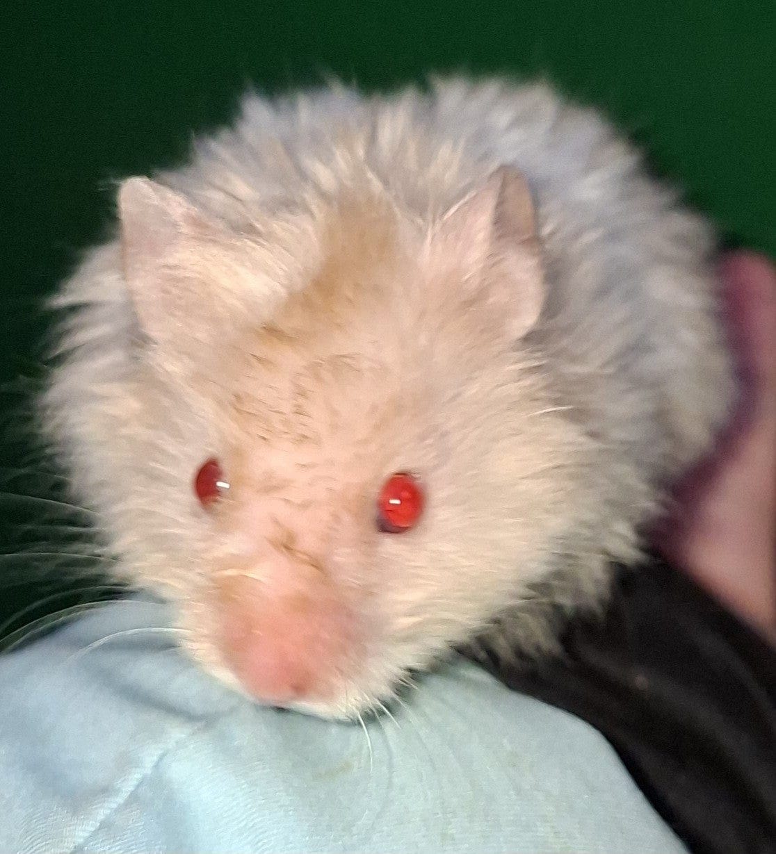 Lieve Syrische hamster