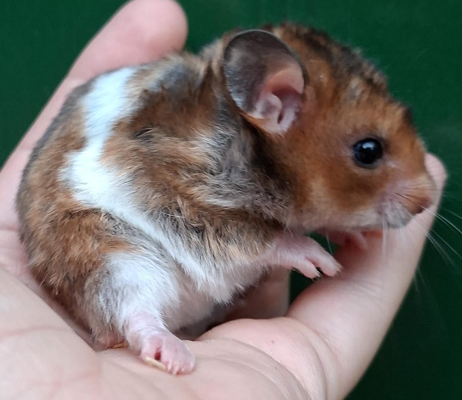Leuke Syrische hamster