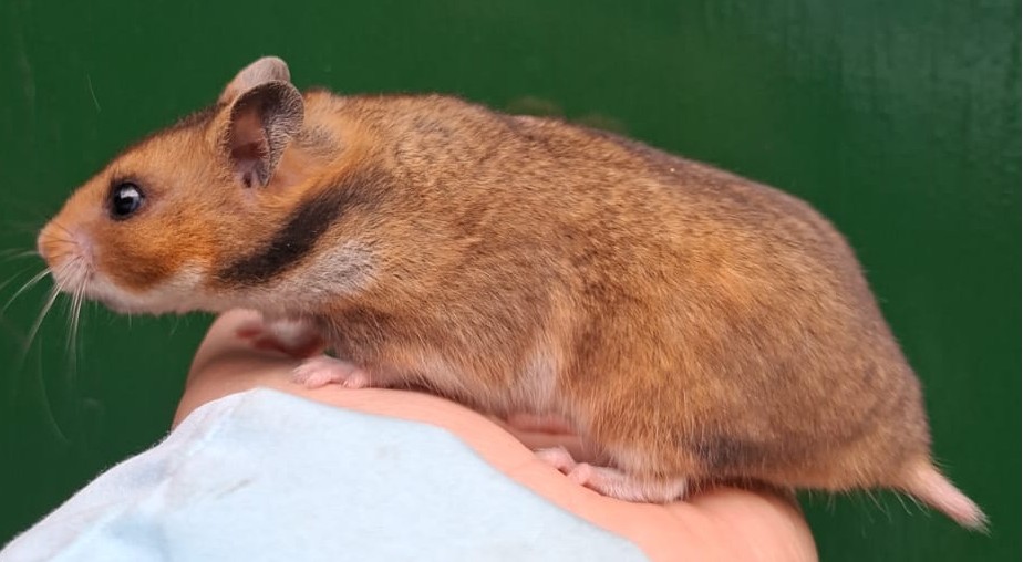 Lieve Syrische hamster
