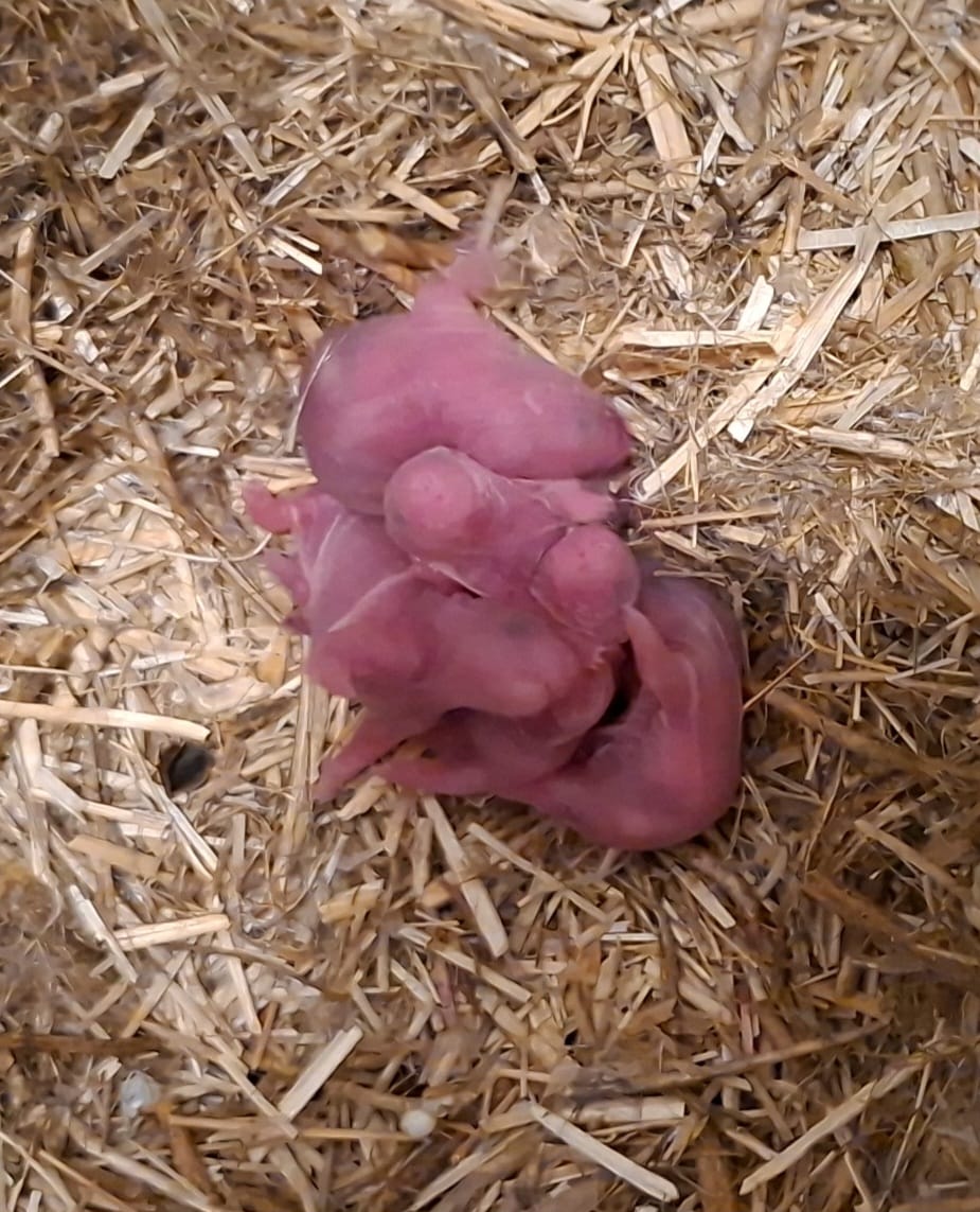 Er zijn jonge hamsters geboren.