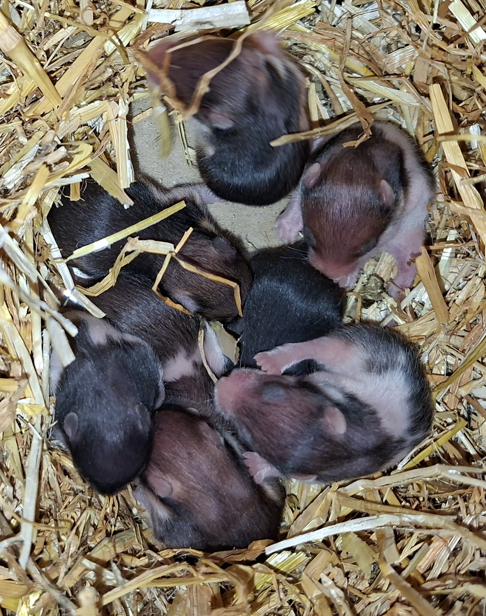 Nest 2