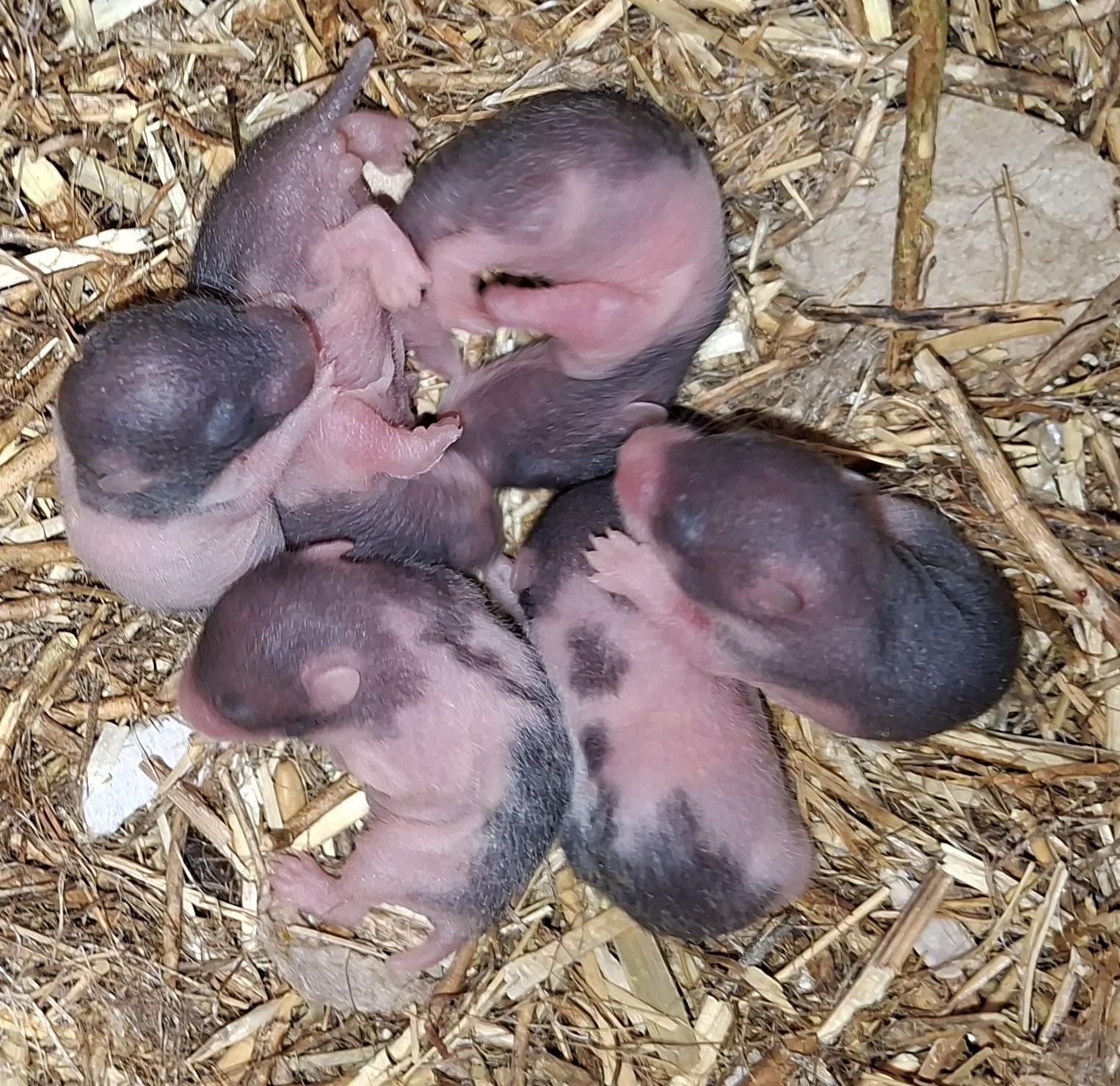Nest 5