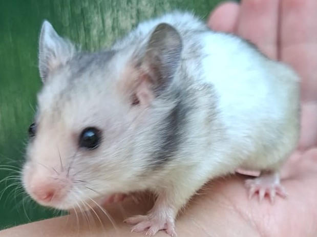 lieve Syrische hamster