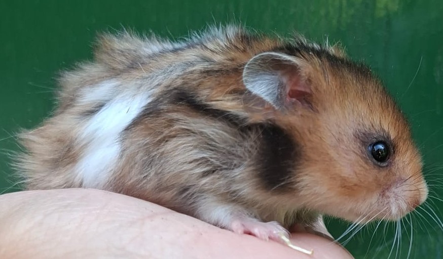 leuke syrische hamster