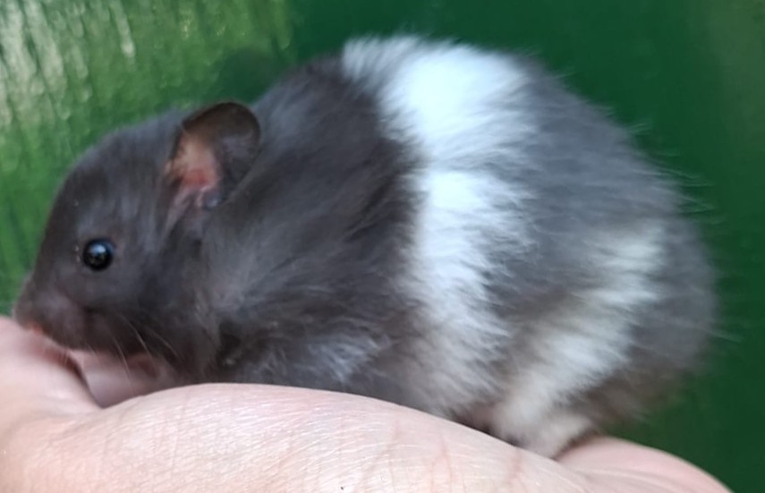 mooie Syrische hamster