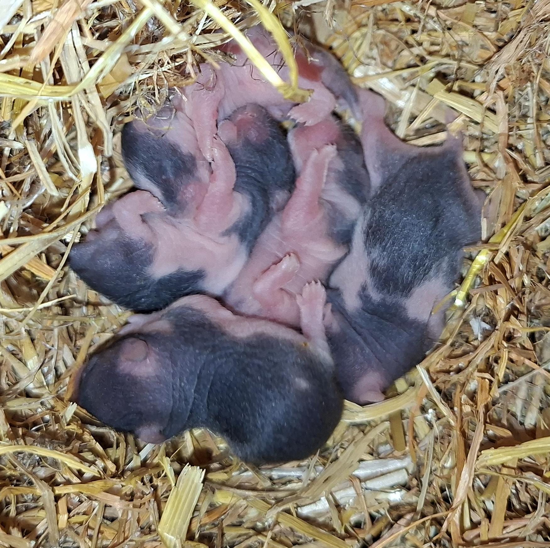 Nest 9