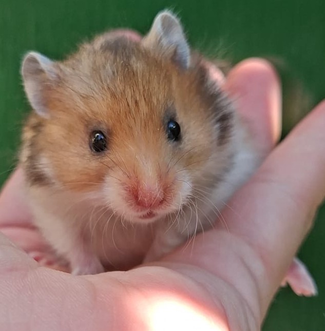 leuke syrische hamster