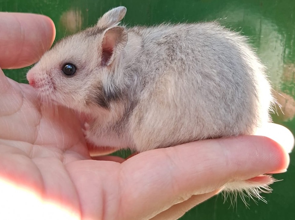 mooie Syrische hamster