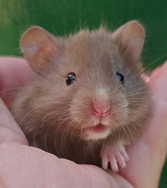 Leuke Syrische hamster