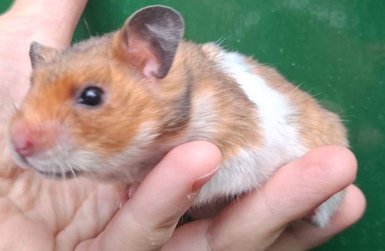 Leuke Syrische hamster