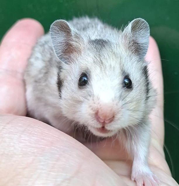 Lieve Syrische hamster