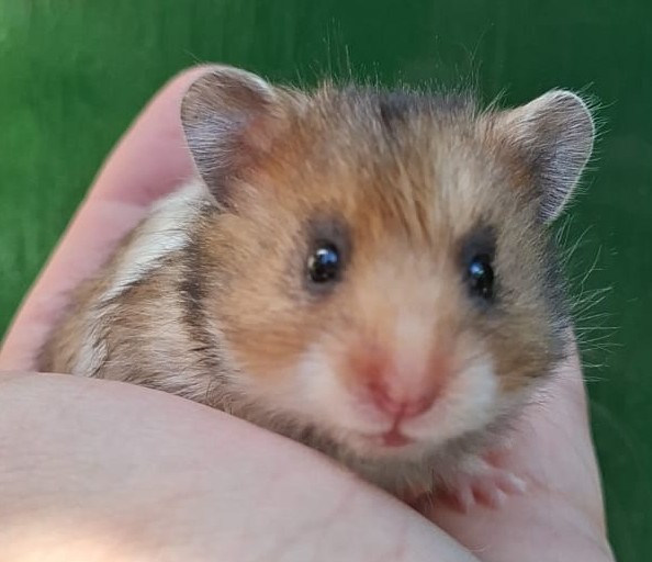 Lieve Syrische hamster