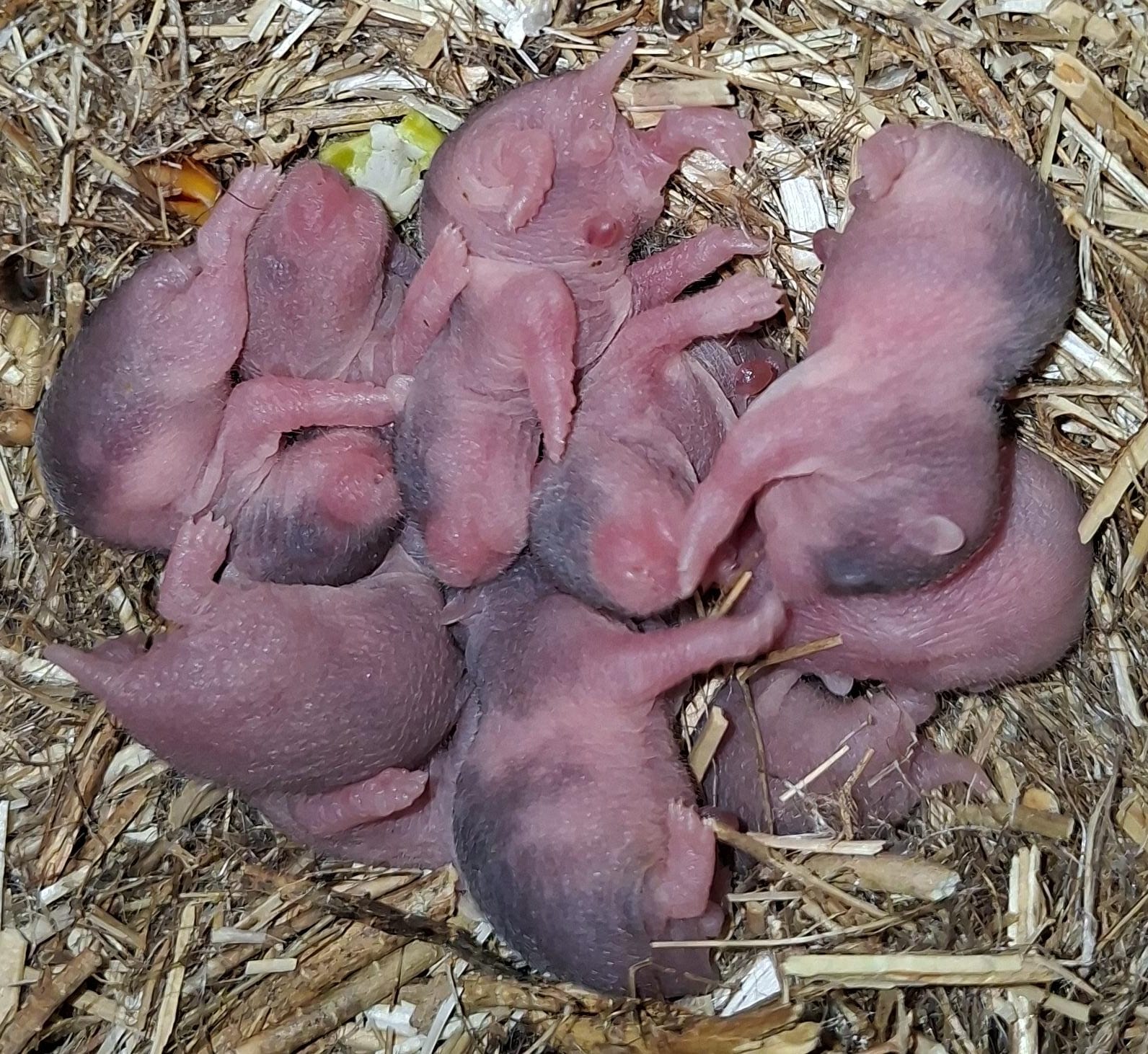 Nest 4
