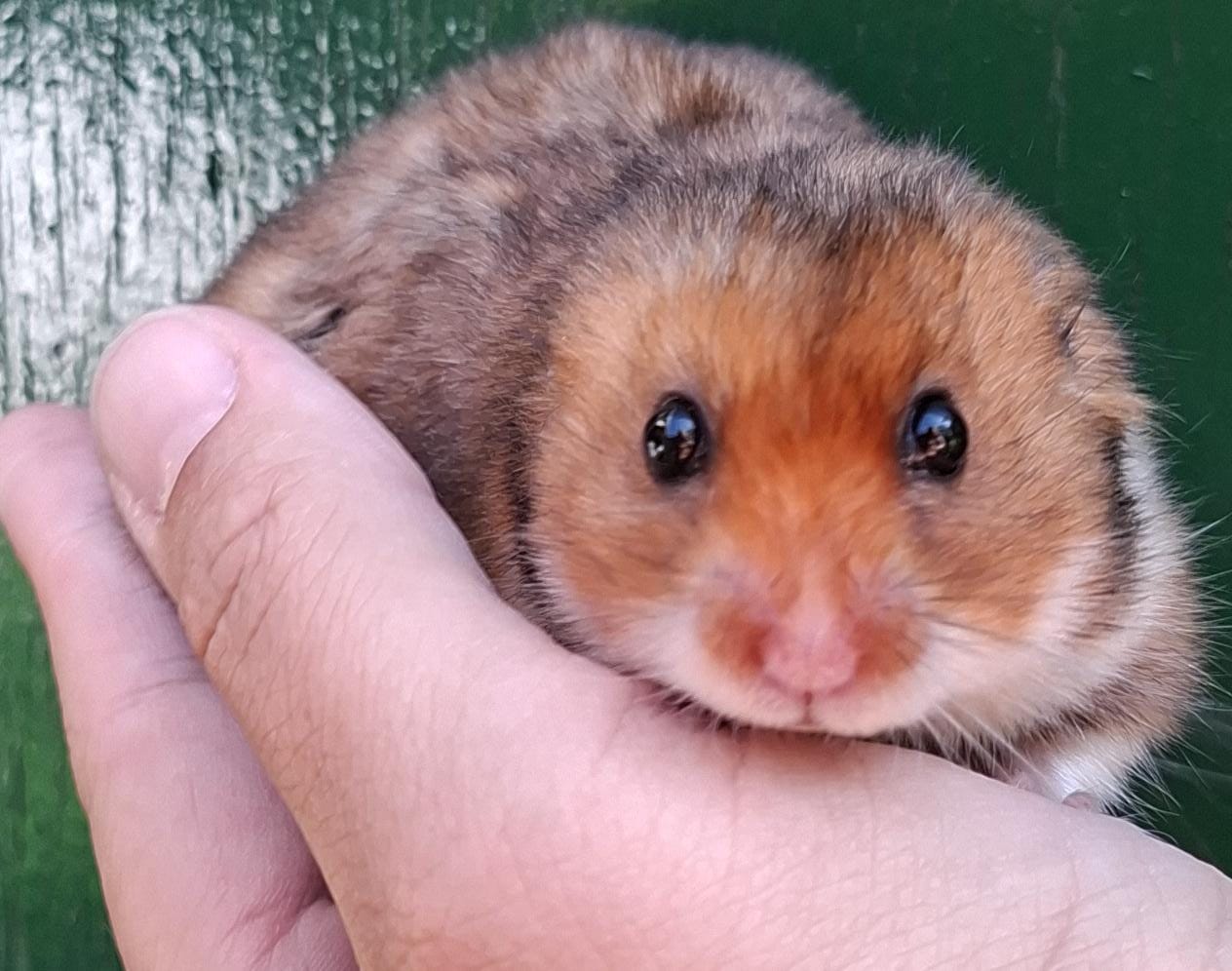 Lieve Syrische hamster