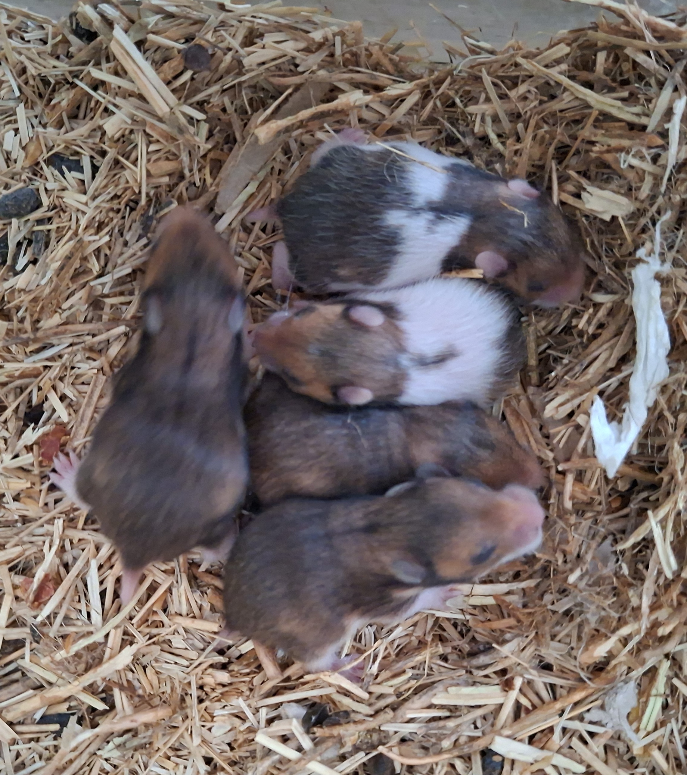 Er zijn jonge hamsters geboren.