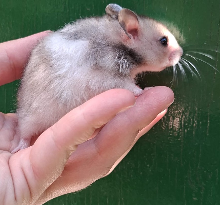 mooie syrische hamster