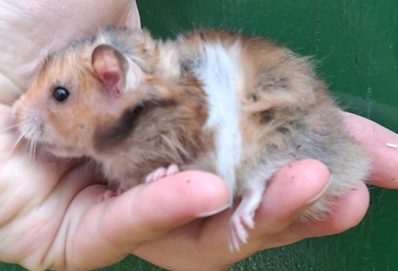 leuke Syrische hamster