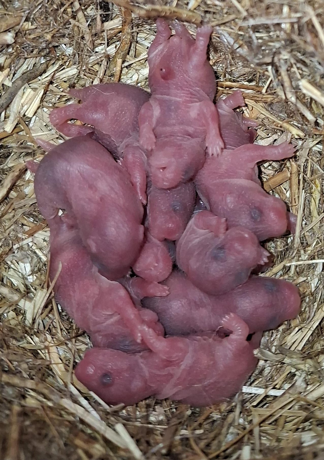 Nest 6