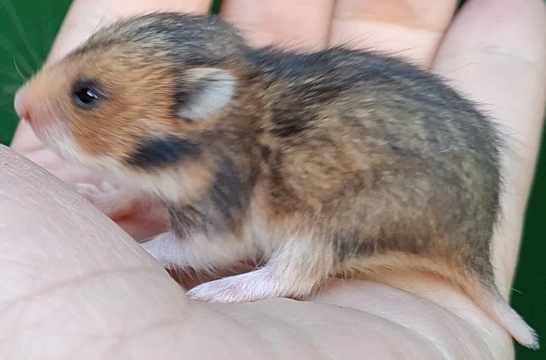 Lieve Syrische hamster