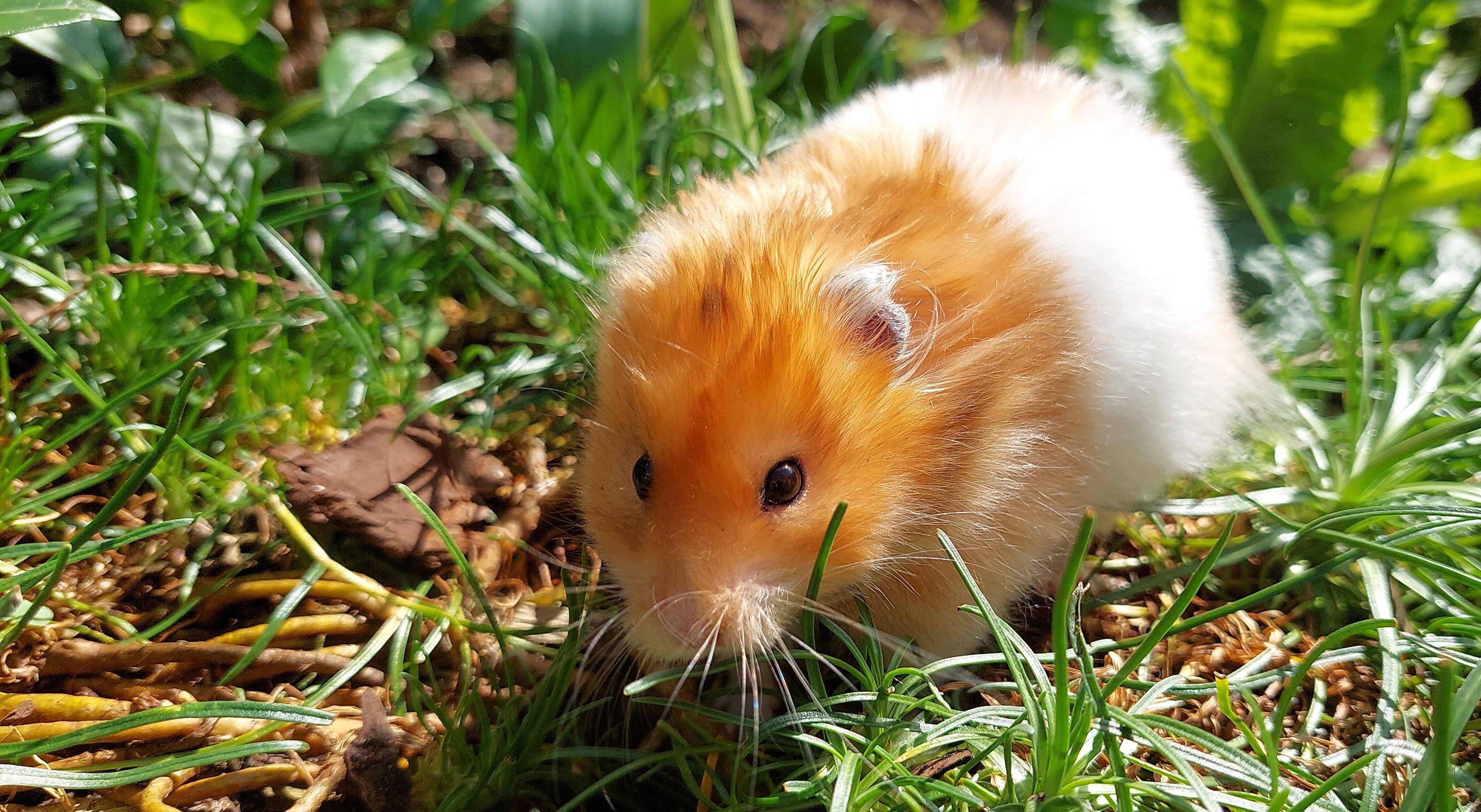                                                        Welkom bij  Melissaanimals!