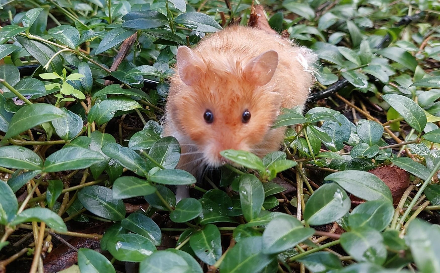                                                        Welkom bij  Melissaanimals!