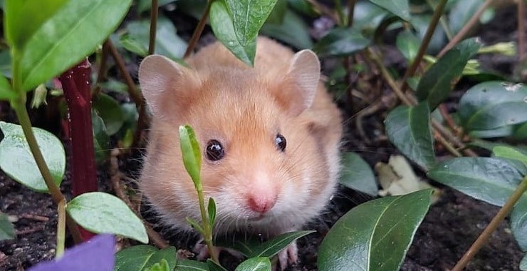 Zorgt goed voor de dieren