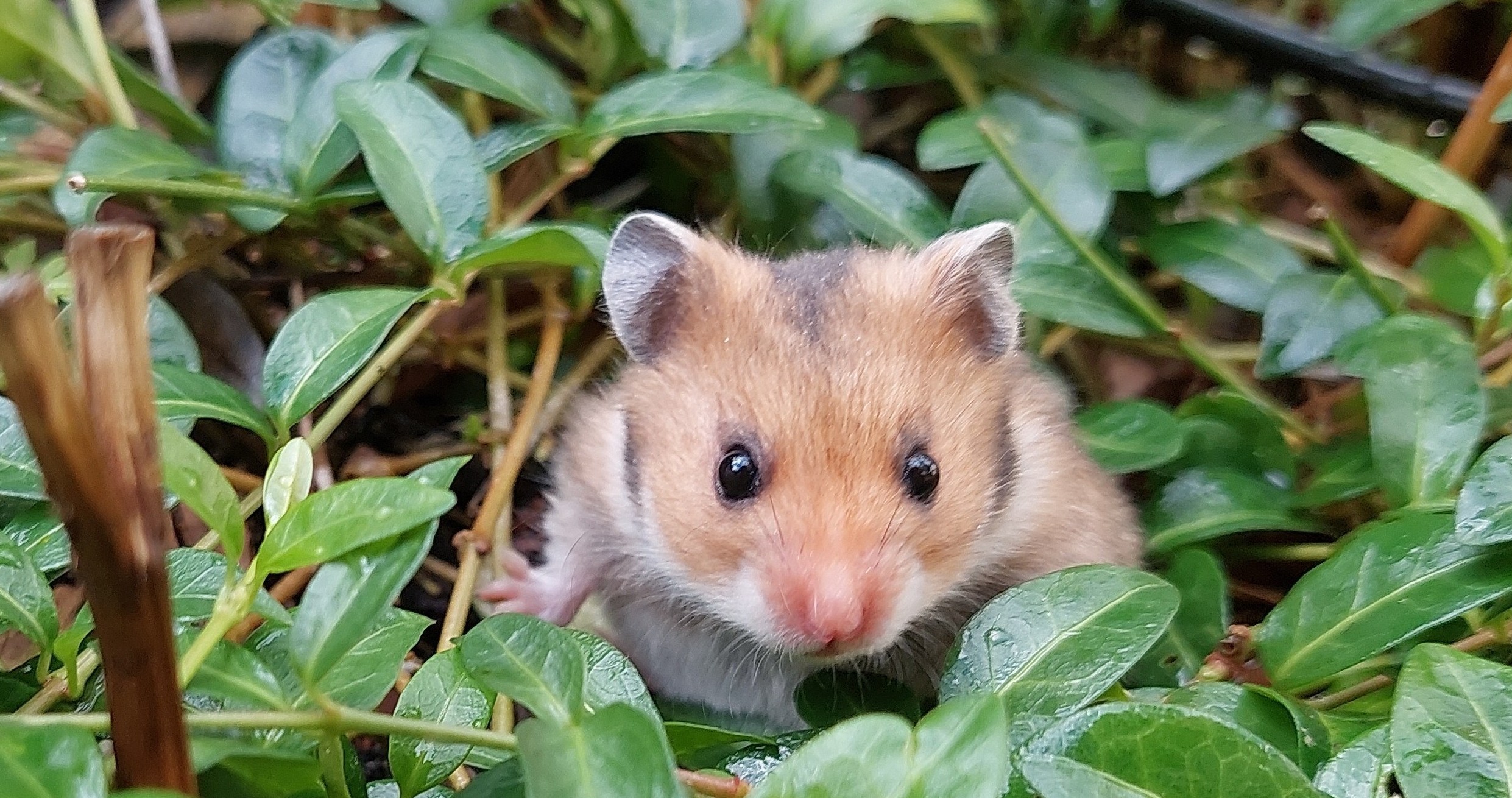Zorg goed voor de dieren