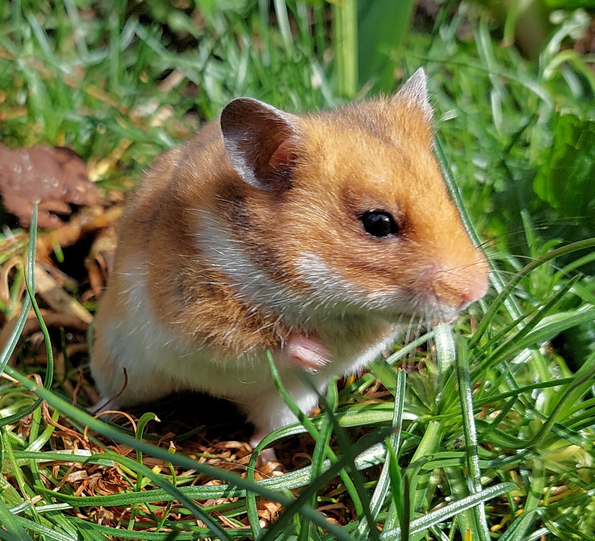 Zorgt goed voor de dieren