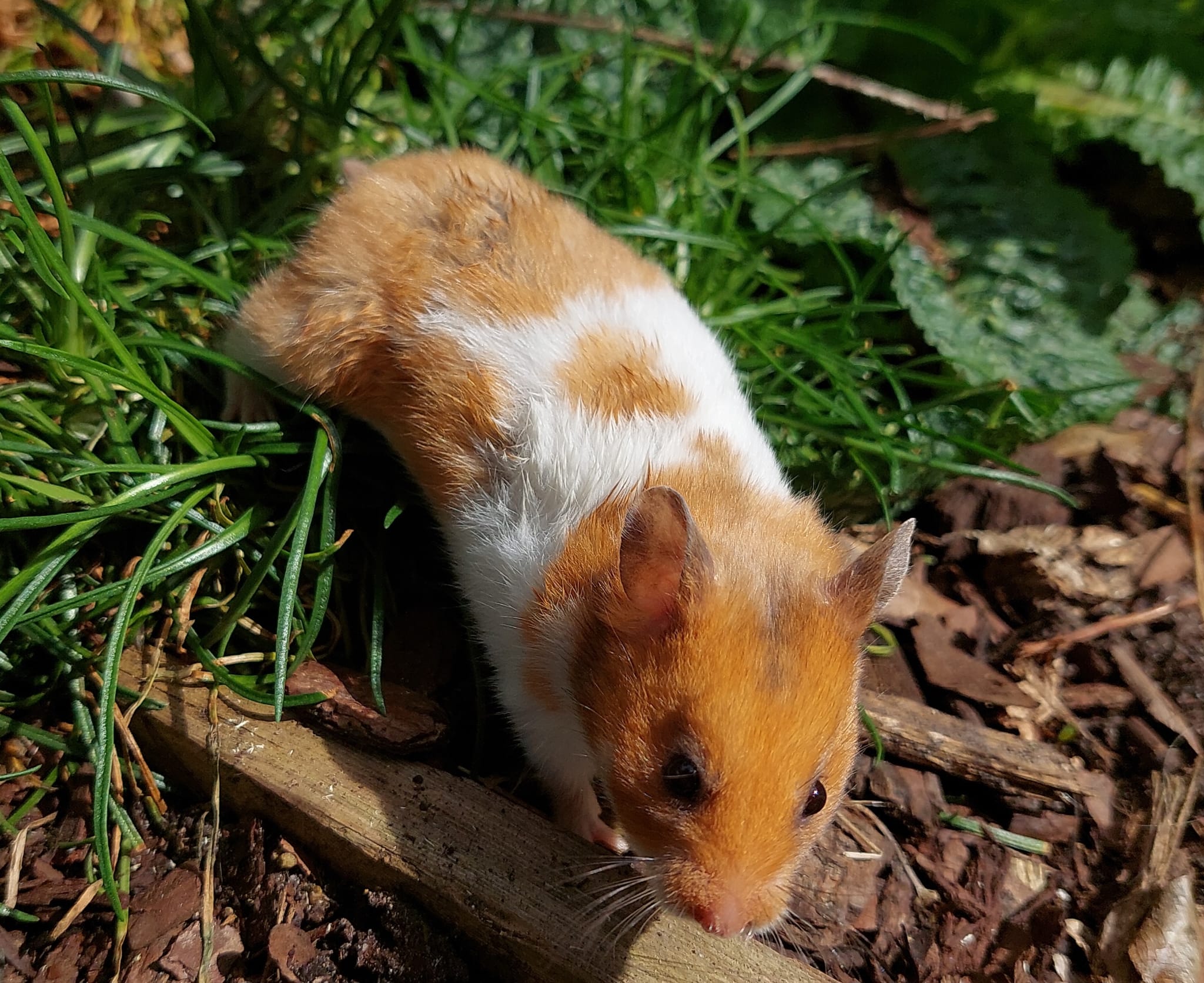                                                        Welkom bij  Melissaanimals!